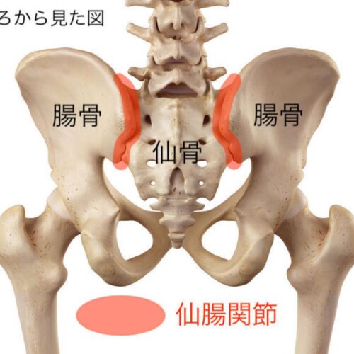 仙腸関節とは?